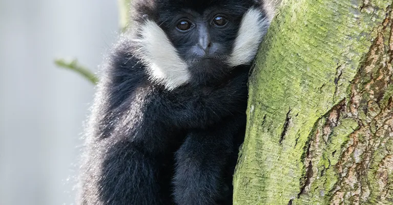 Nos 300 animaux