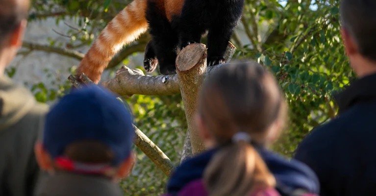 Nos 300 animaux