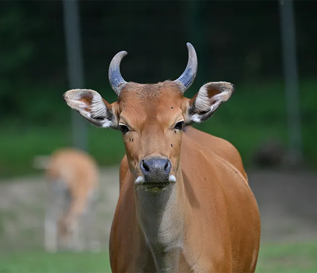 Banteng
