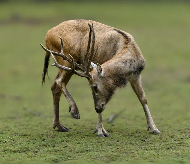 Cerf du Père David