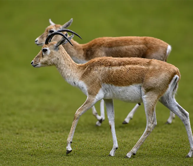 Antilope cervicapre