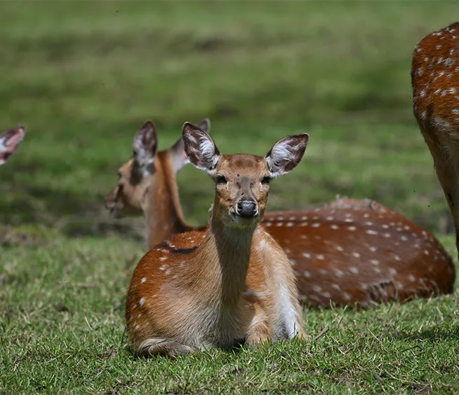 Cerf sika du Vietnam