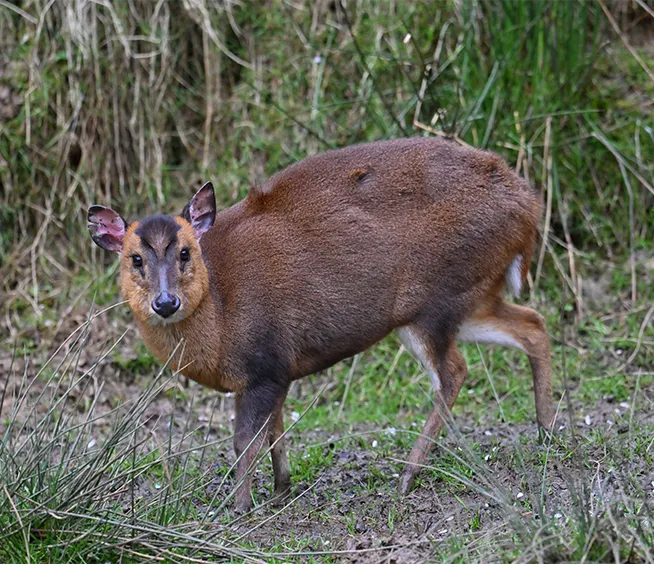 Muntjac de Reeves