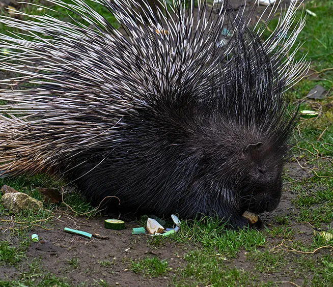 Indian Crested Porcupine