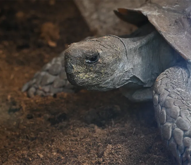 Tortue brune