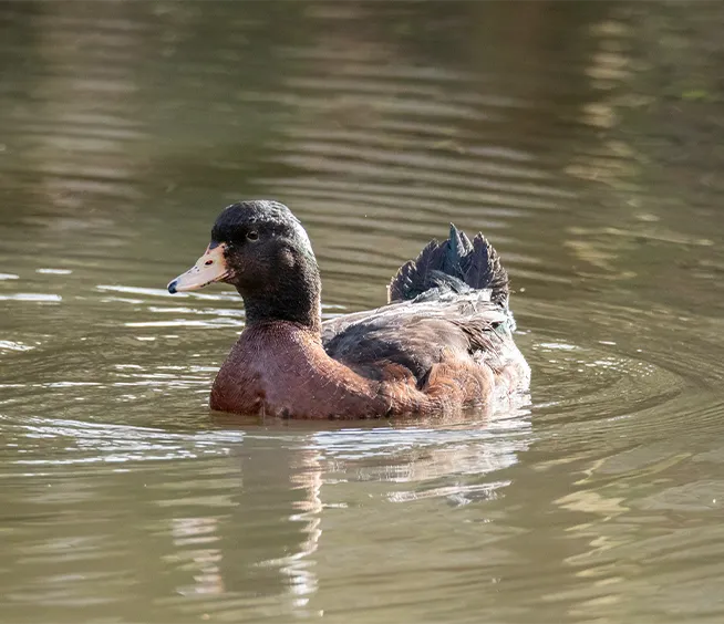 Baer’s Pochard