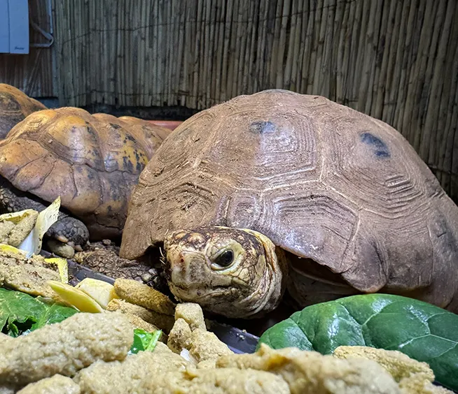 Tortue à tête jaune