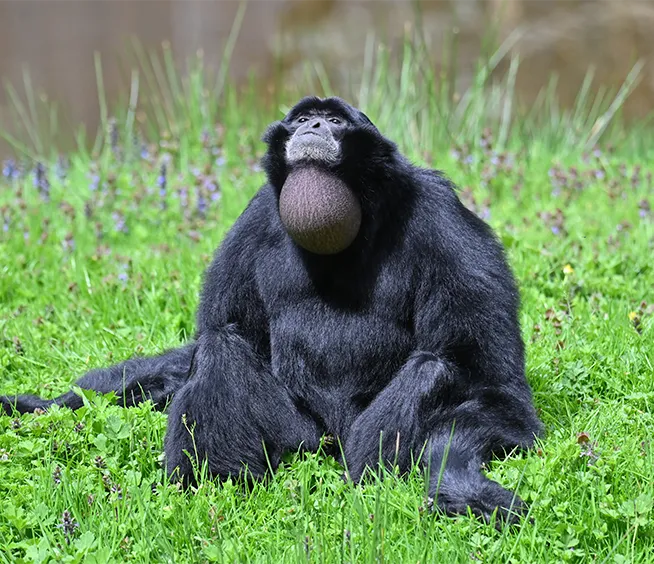 Siamang