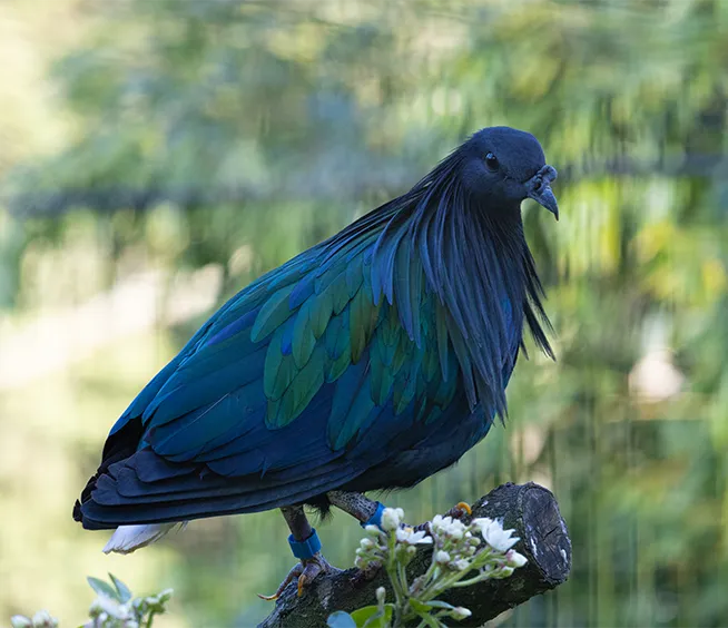 Pigeon nicobar