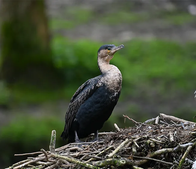Grand cormoran