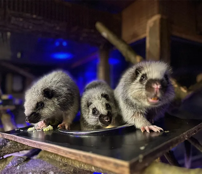 Rat des nuages