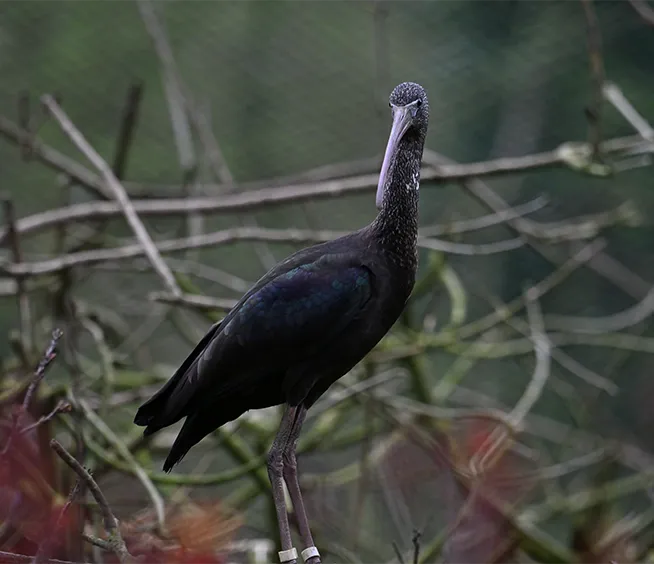 Ibis falcinelle