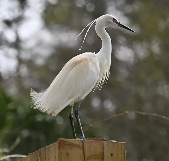 Aigrette garzette
