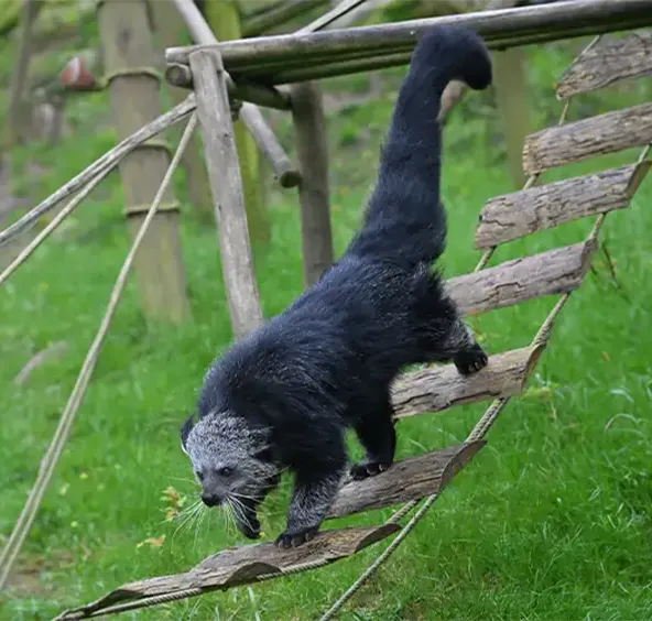 Binturong