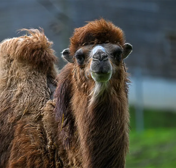 Bactrian Camel