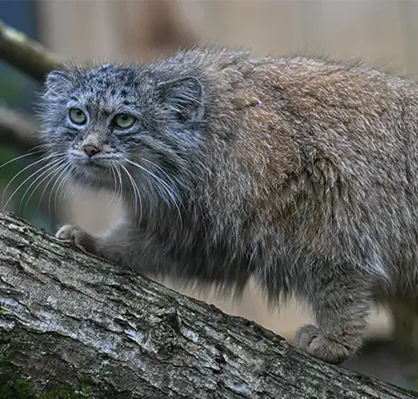 Chat de Pallas