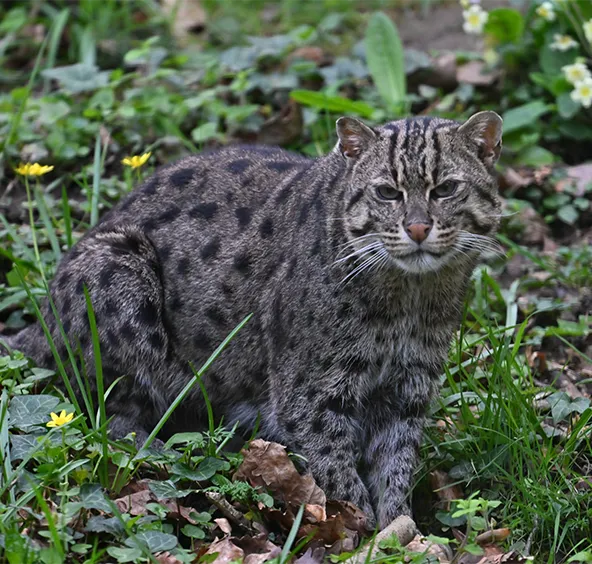 Chat pêcheur