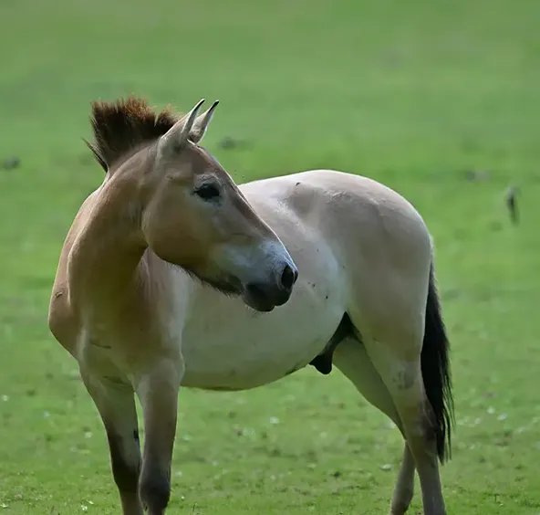 Cheval de Przewalski