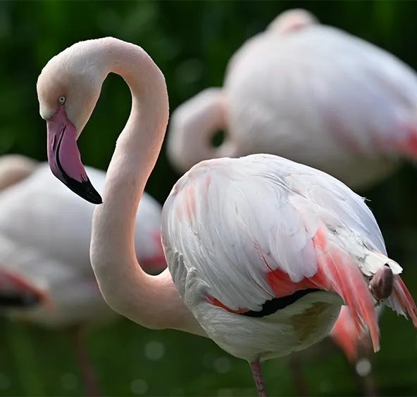 Flamant rose