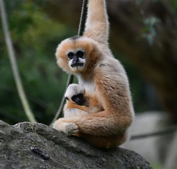 Gibbon à favoris blancs