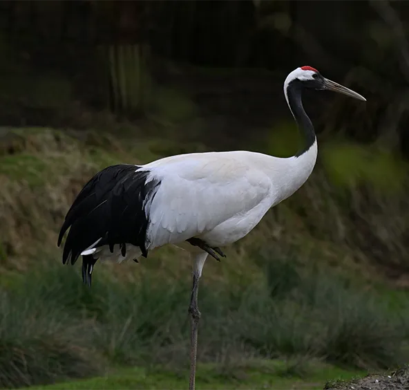 Grue du Japon