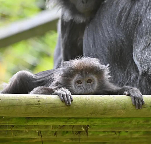 Javan Langur