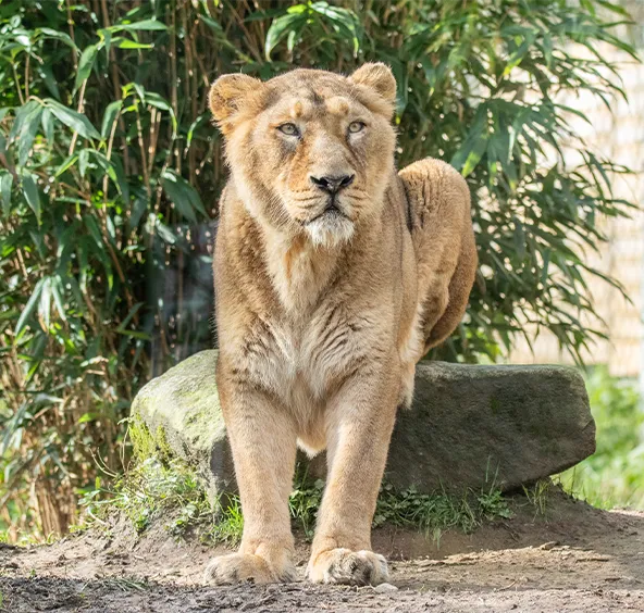 Asiatic Lion