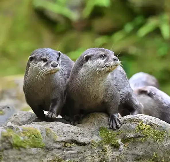 Asian Small-clawed Otter