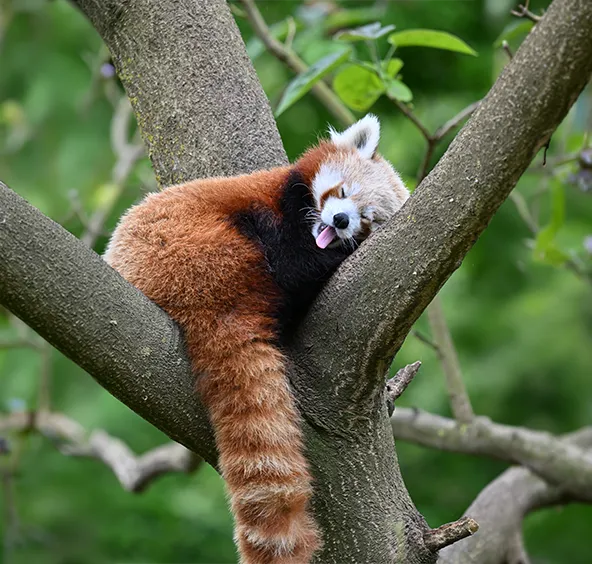 Panda roux