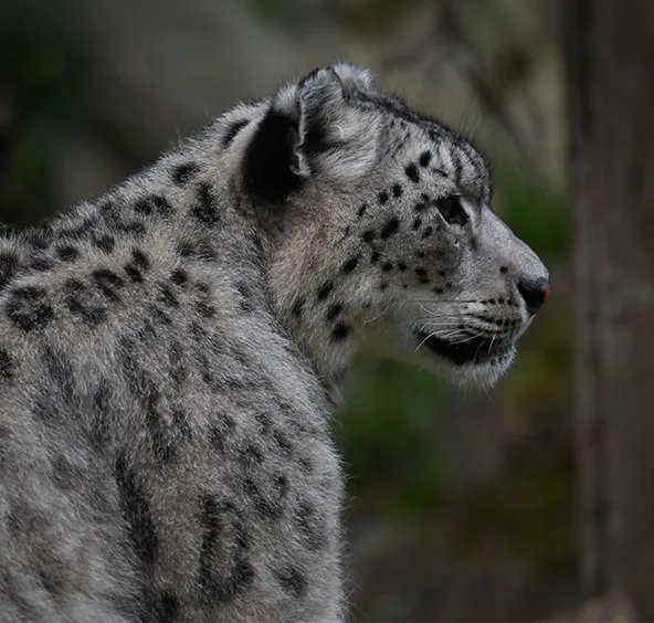 Panthère des neiges