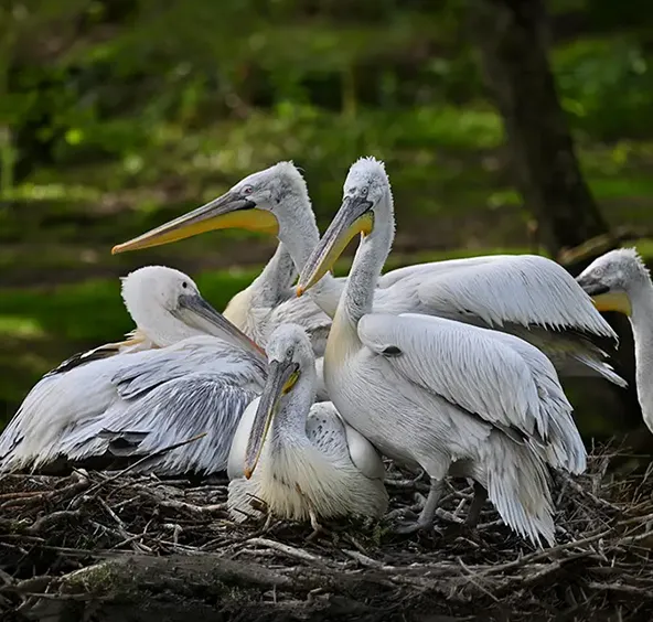 Dalmatian Pelican