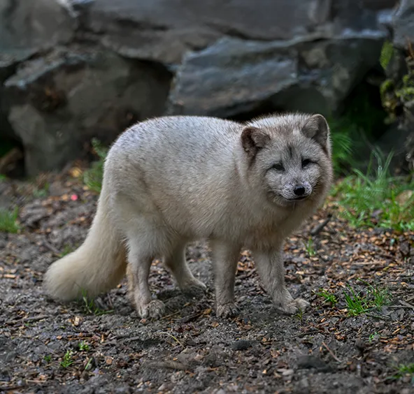 Arctic Fox