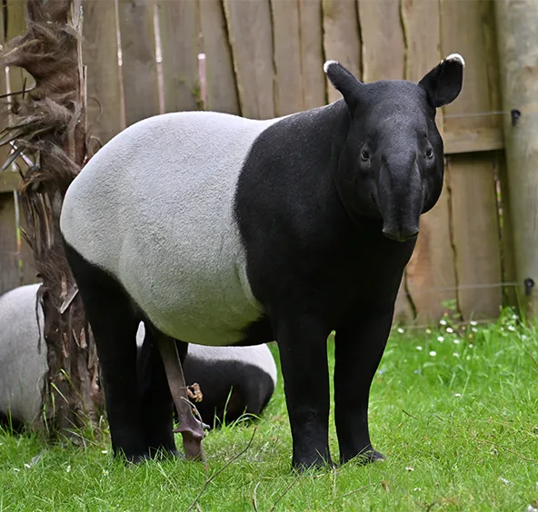 Tapir malais