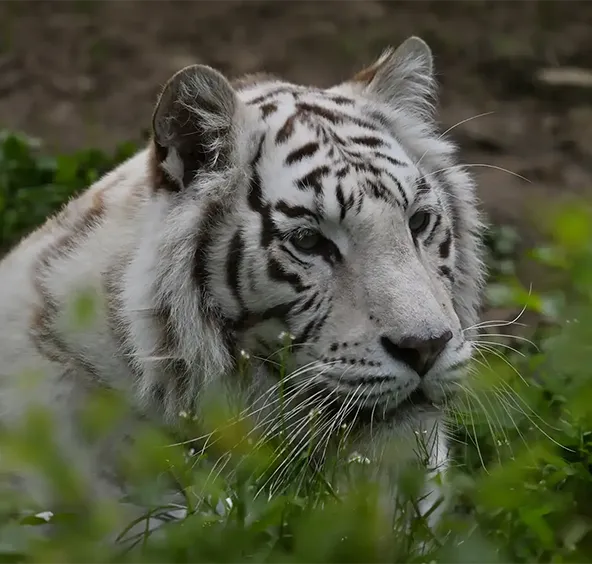 Tigre blanc